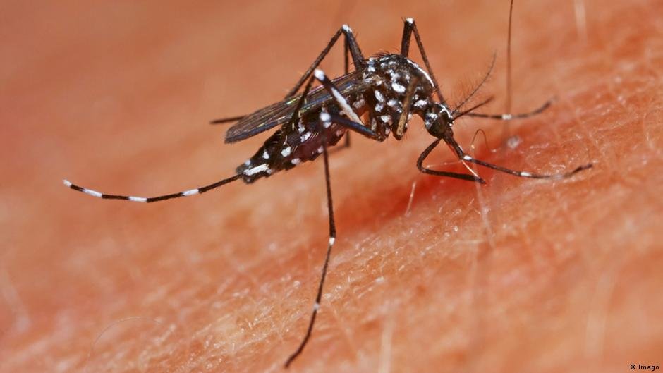 دانشمندان از تغییر رفتار پشهها به سمت خون انسان پرده برداشتند