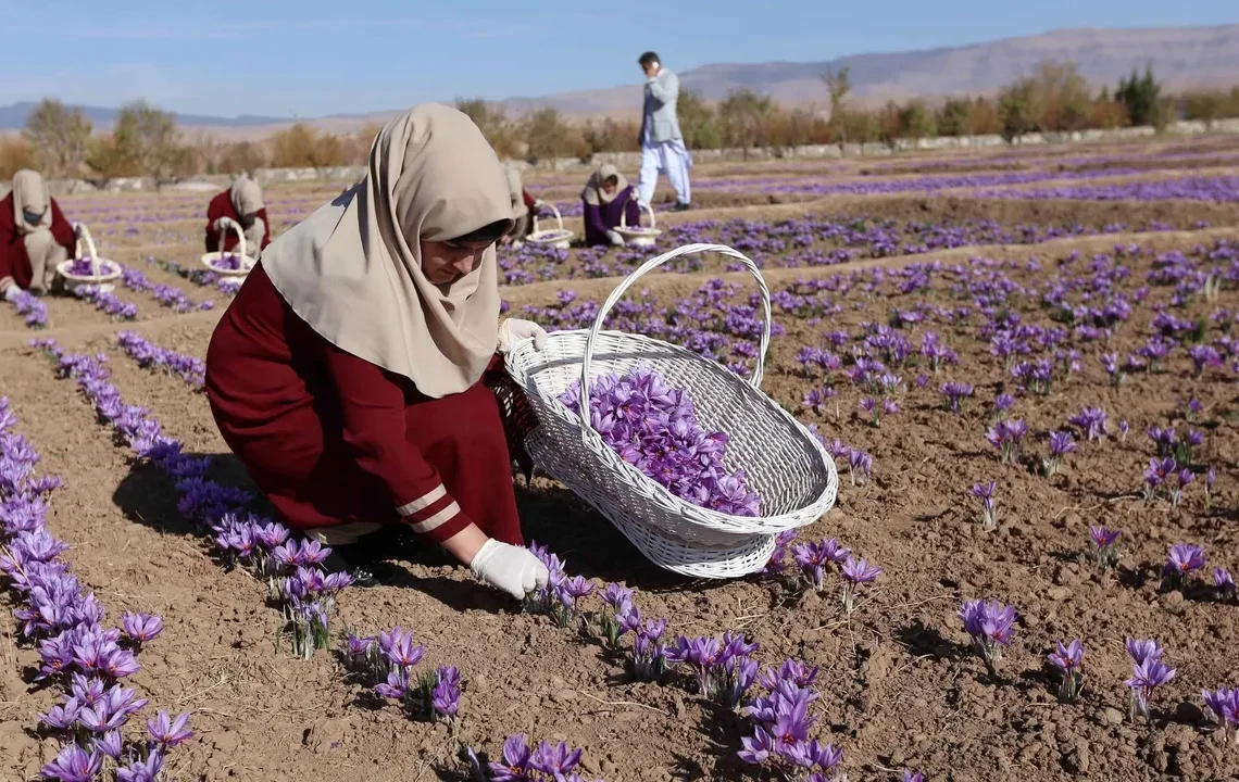 رشد صادرات زعفران هرات؛ طلای سرخ افغانستان جایگاه خود را در جهان تقویت کرد