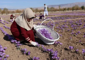 رشد صادرات زعفران هرات؛ طلای سرخ افغانستان جایگاه خود را در جهان تقویت کرد