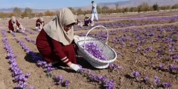 رشد صادرات زعفران هرات؛ طلای سرخ افغانستان جایگاه خود را در جهان تقویت کرد