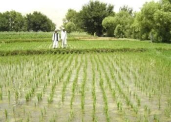 فائو شش تجربه موفق کشاورزی و نگهداری محصولات در افغانستان را معرفی کرد