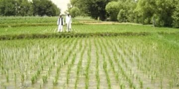 فائو شش تجربه موفق کشاورزی و نگهداری محصولات در افغانستان را معرفی کرد